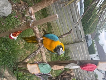 Beautiful adult macaw for sale to approved home