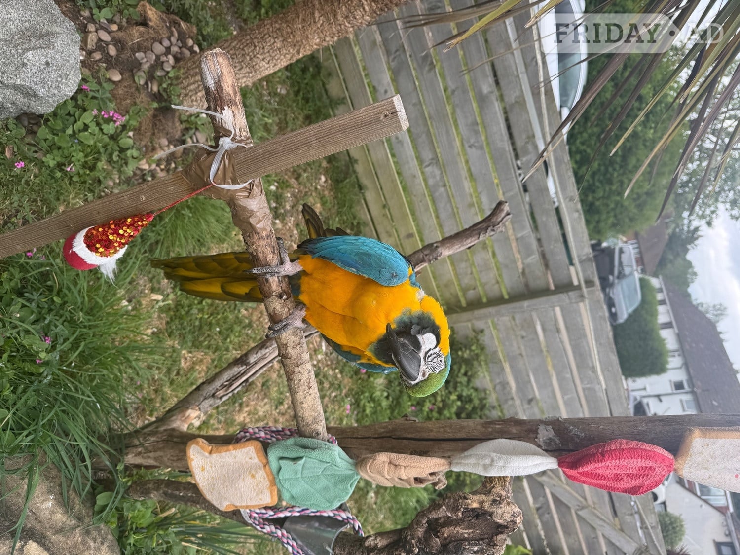 Beautiful adult macaw for sale to approved home in Brighton
