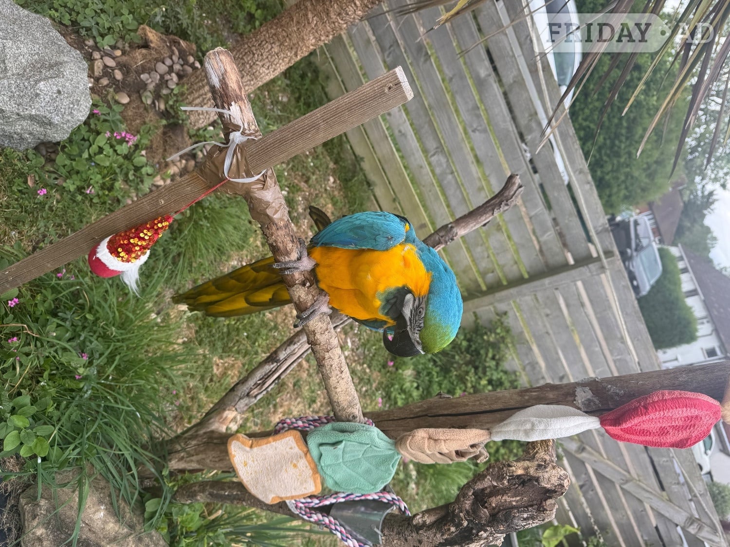 Beautiful adult macaw for sale to approved home