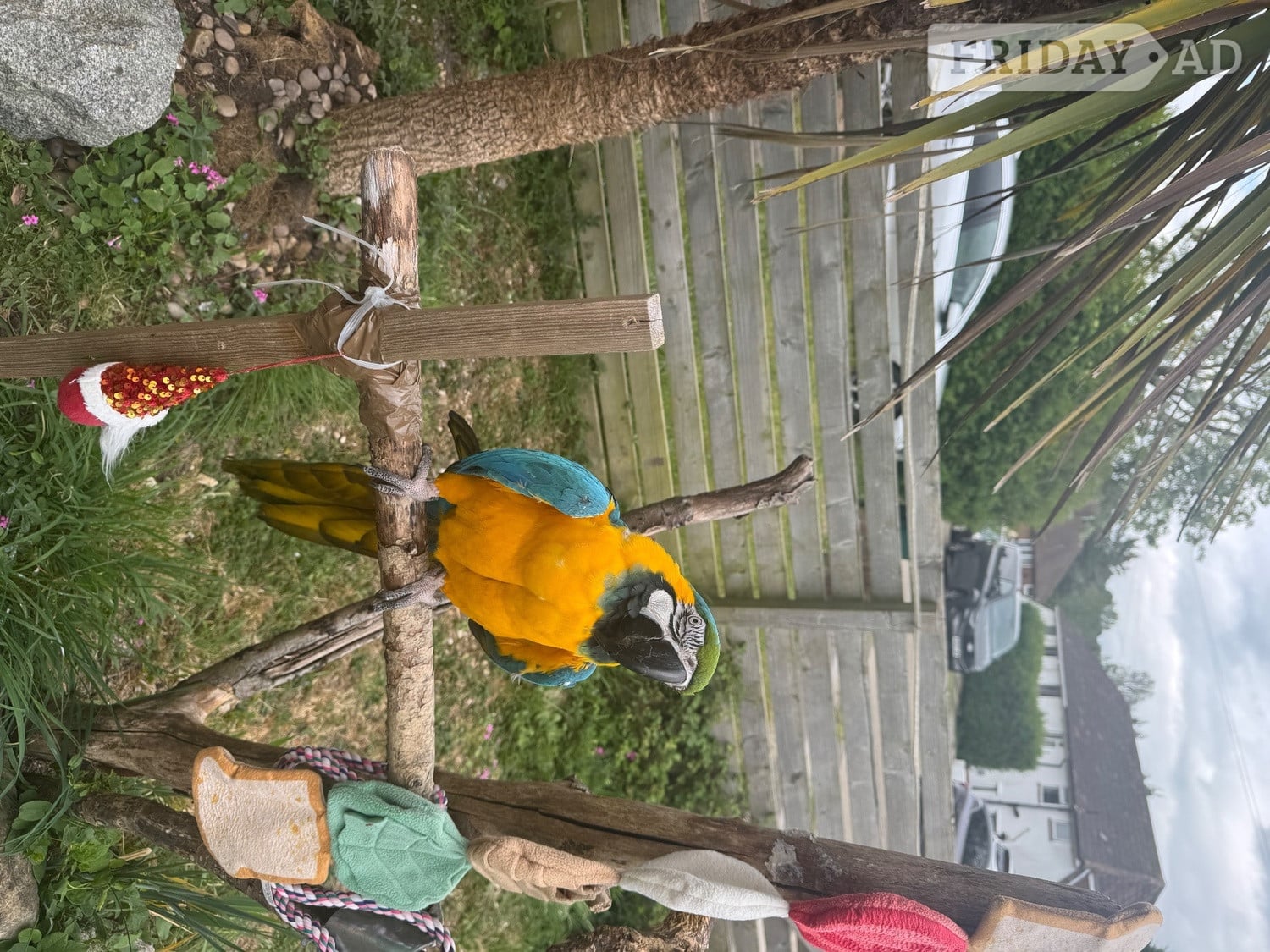 Brighton Beautiful adult macaw for sale to approved home