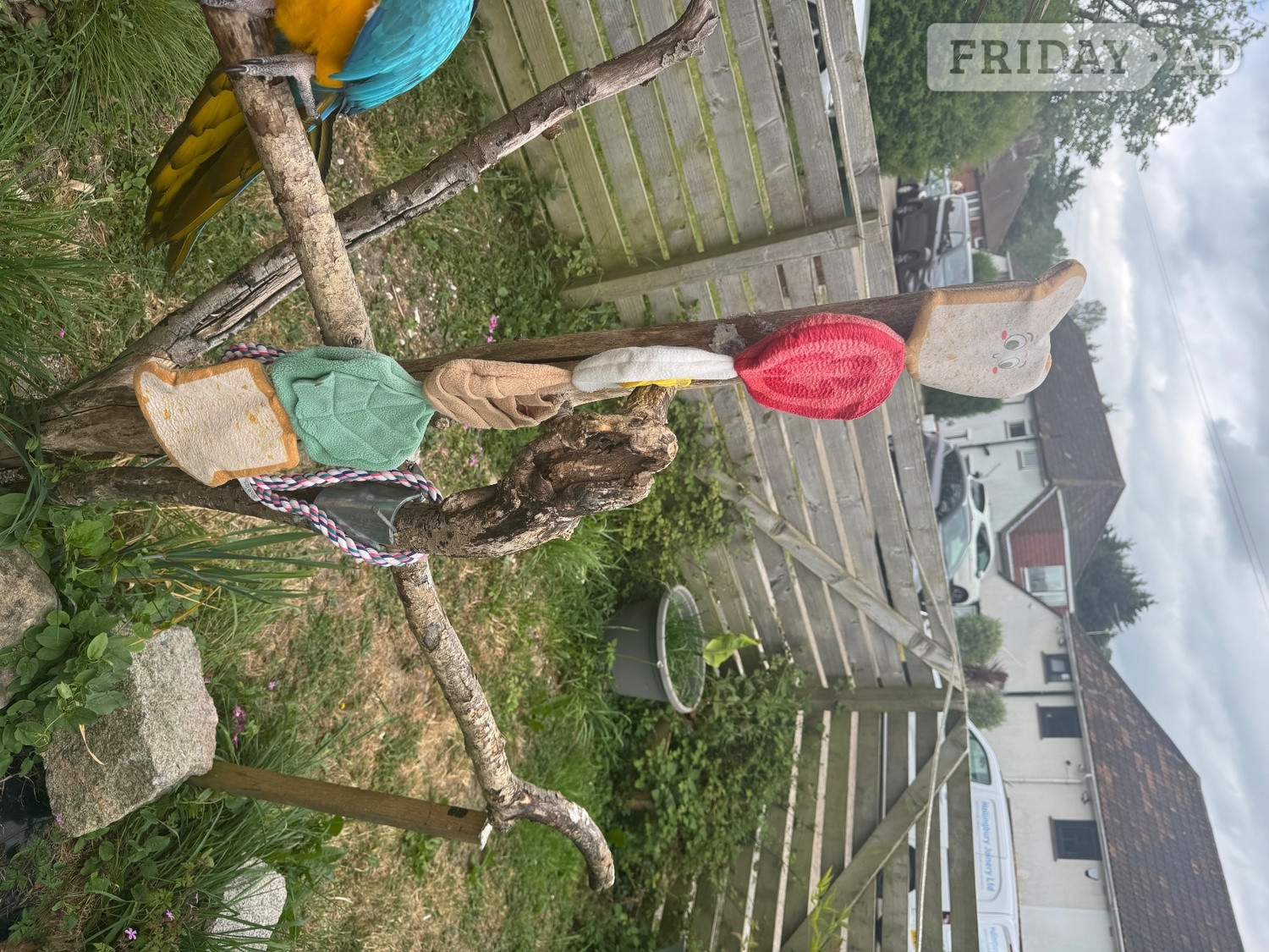 Beautiful adult macaw for sale to approved home - Birds in Brighton