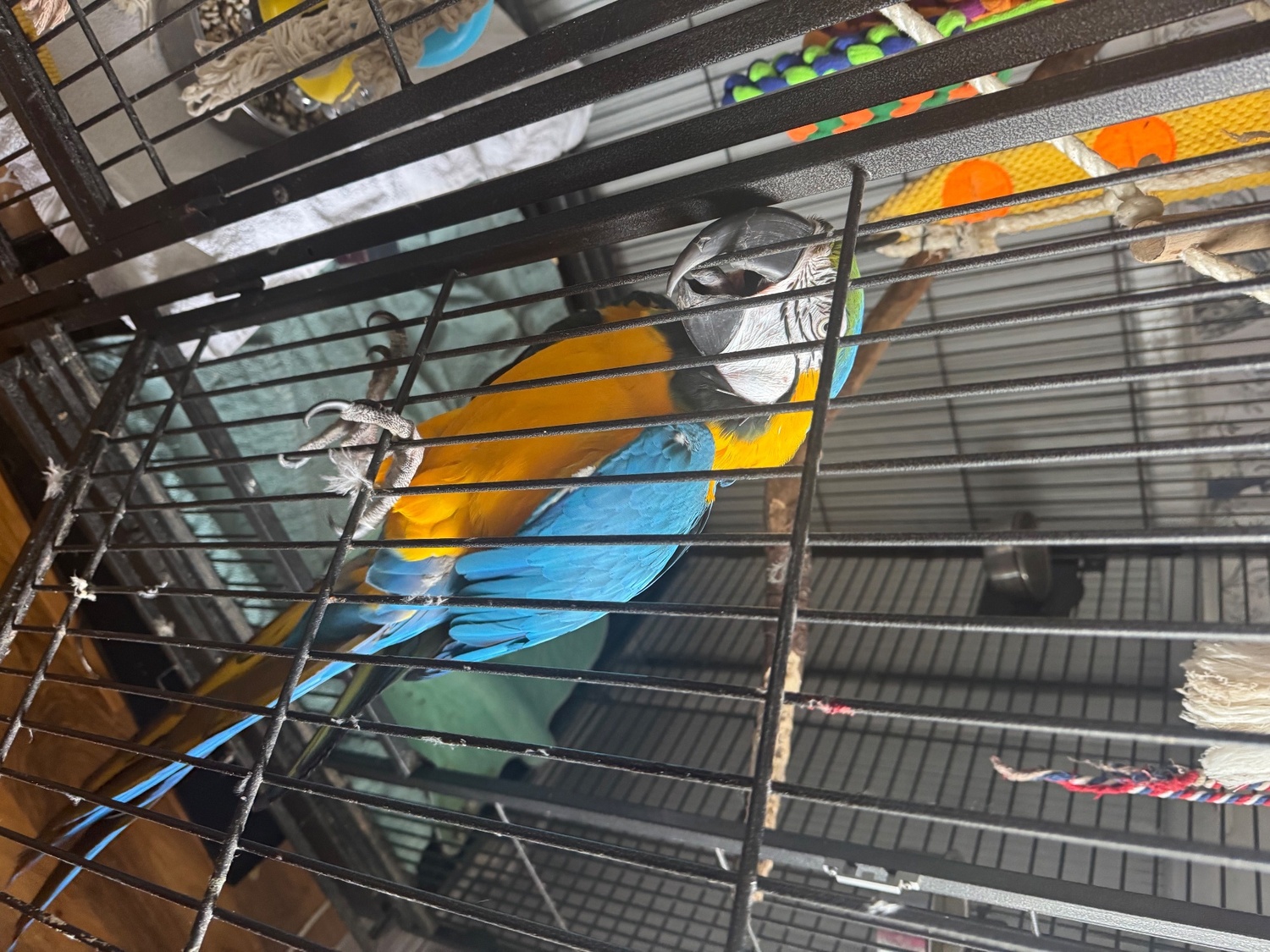 Beautiful adult macaw for sale to approved home - Birds