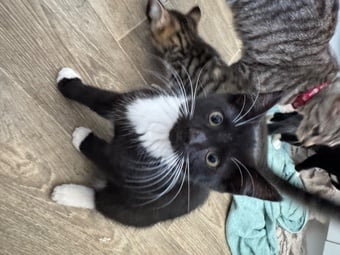 Cute little accidents 