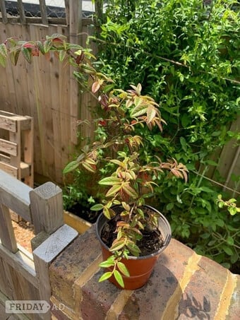 1 Cotoneaster Bush 