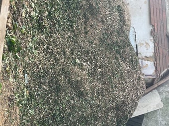 Wood Chips for free