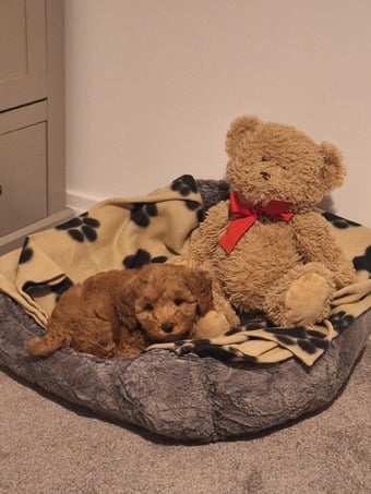 Toy cavapoo puppy
