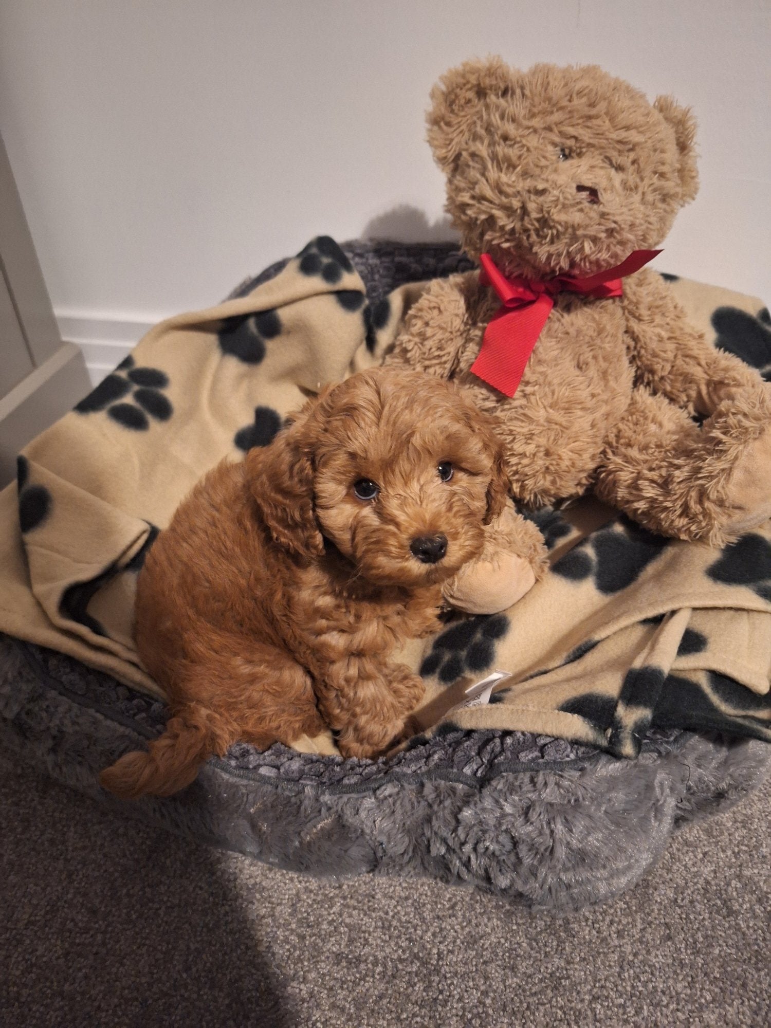 Toy cavapoo puppy