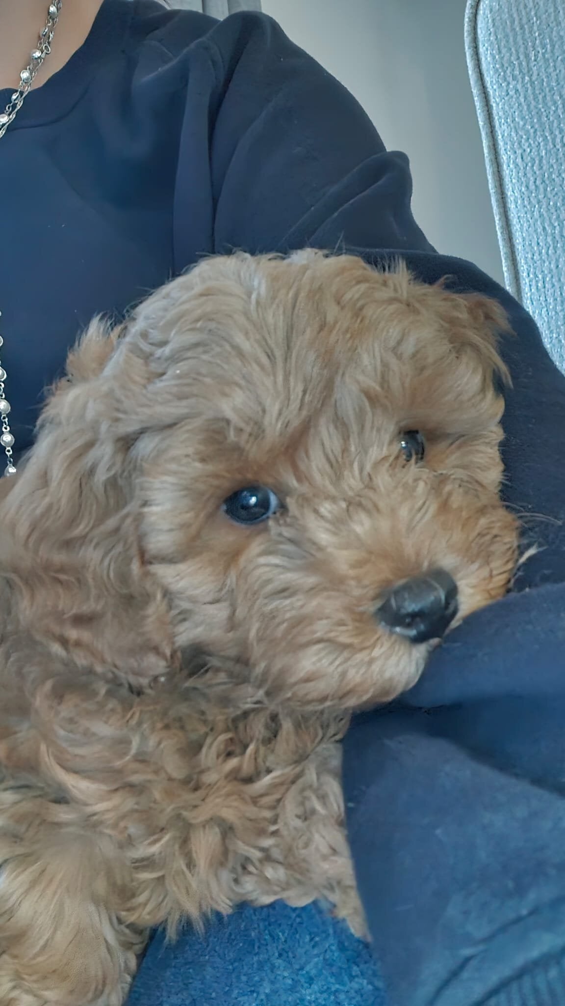 Lancing Toy cavapoo puppy