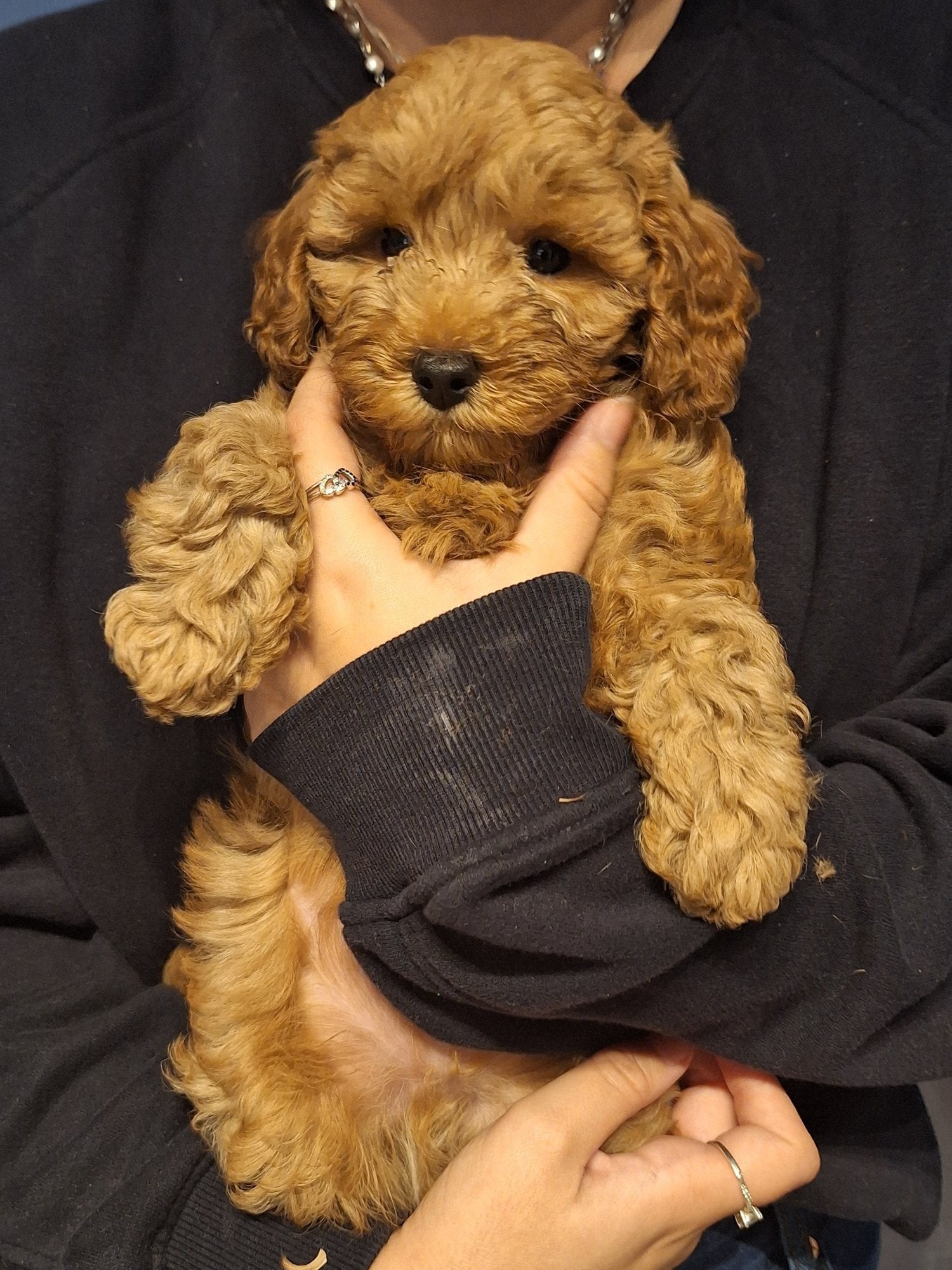 Toy cavapoo puppy - Dogs & Puppies in Lancing