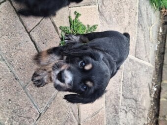 Cocker spaniel puppies for sale 