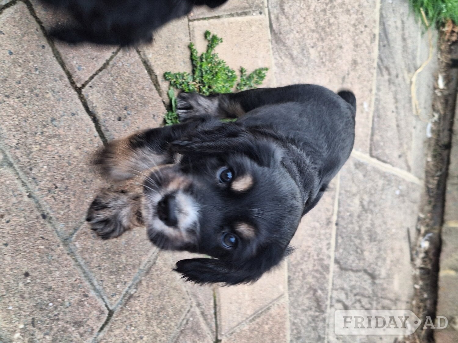 Cocker spaniel puppies for sale  in Hailsham