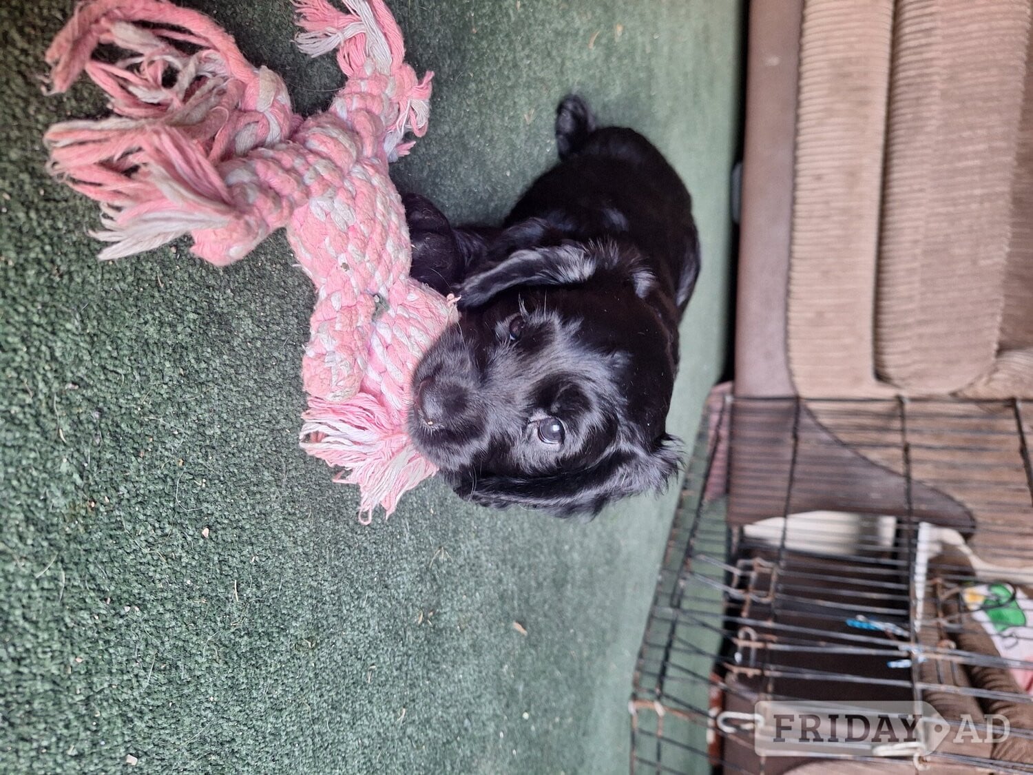 Cocker spaniel puppies for sale 