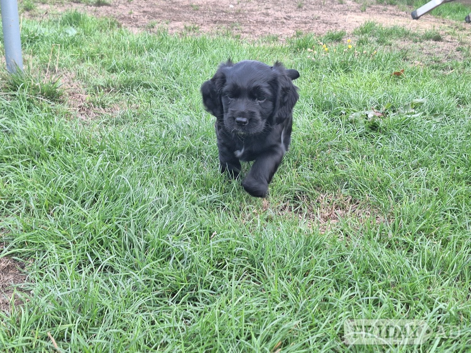 Hailsham Cocker spaniel puppies for sale 