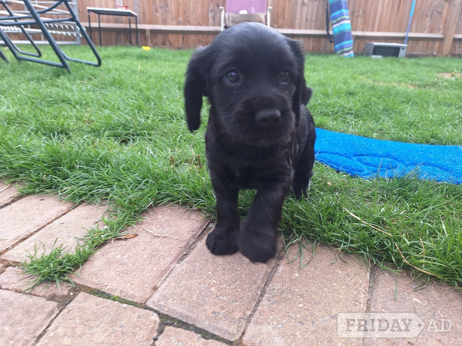 Cocker spaniel puppies for sale  - Dogs & Puppies in Hailsham