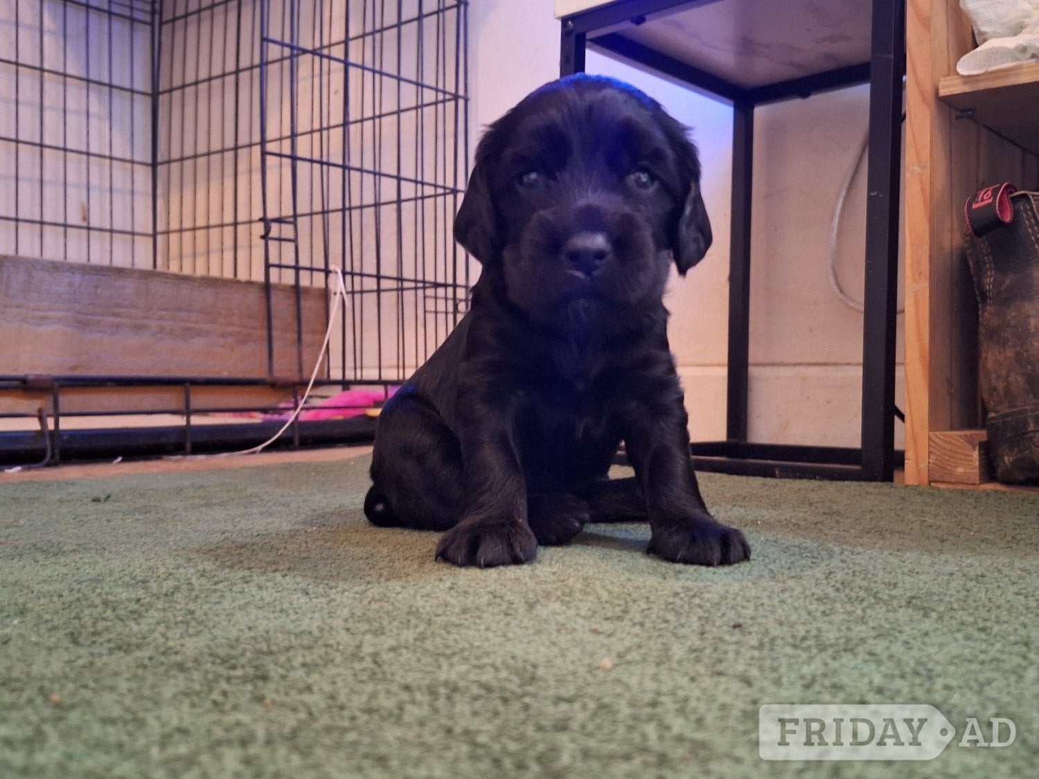 Cocker spaniel puppies for sale  - Dogs & Puppies