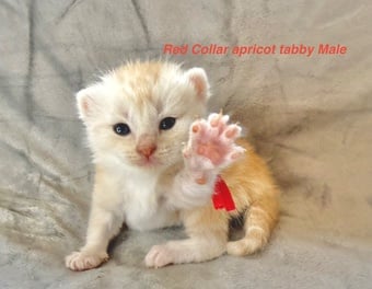 Stunning Pedigree Maine Coon kittens