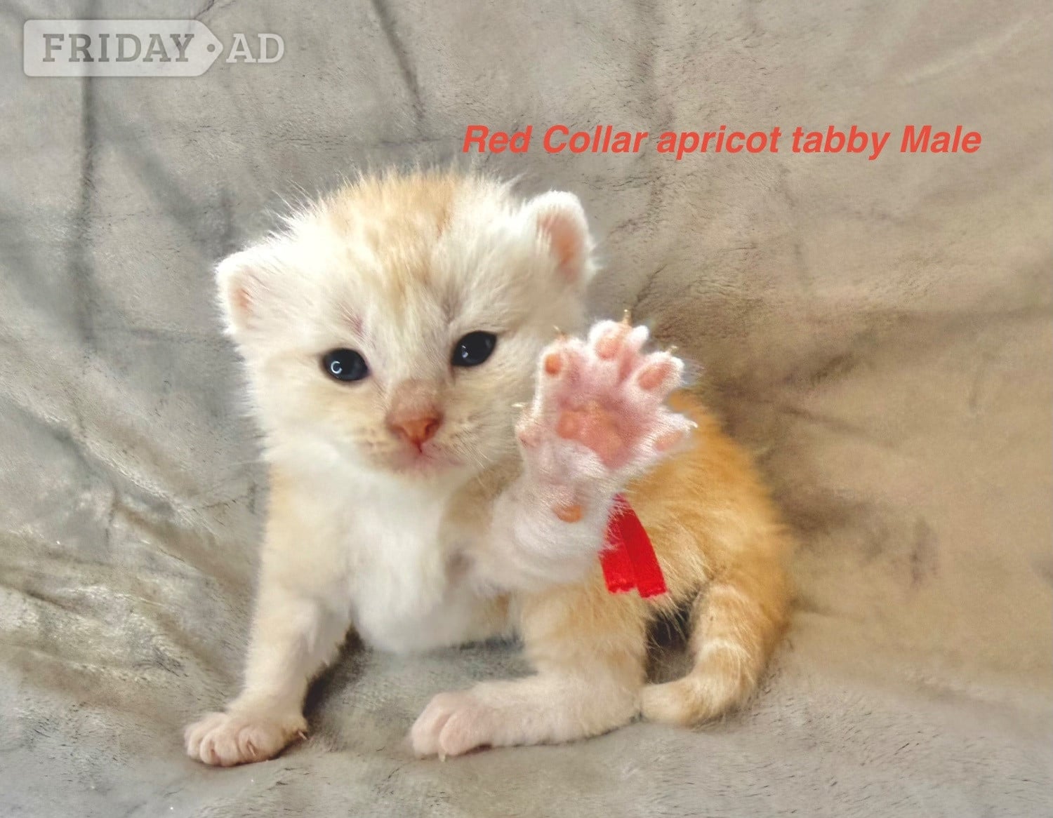 Stunning Pedigree Maine Coon kittens in Droitwich