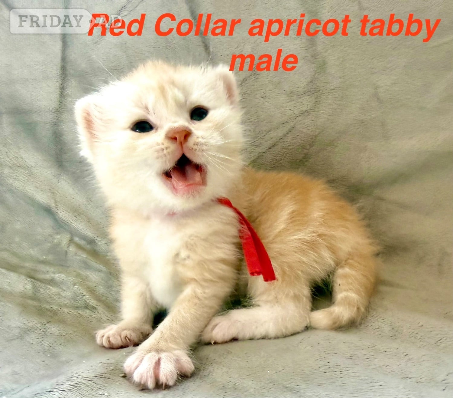 Droitwich Stunning Pedigree Maine Coon kittens