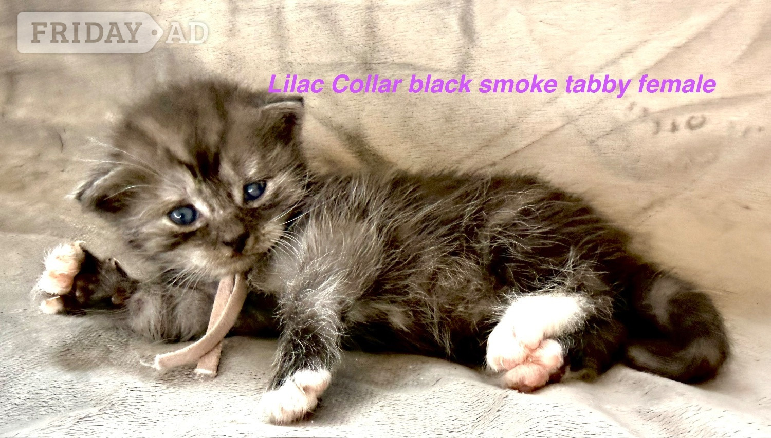 Stunning Pedigree Maine Coon kittens - Cats & Kittens in Droitwich