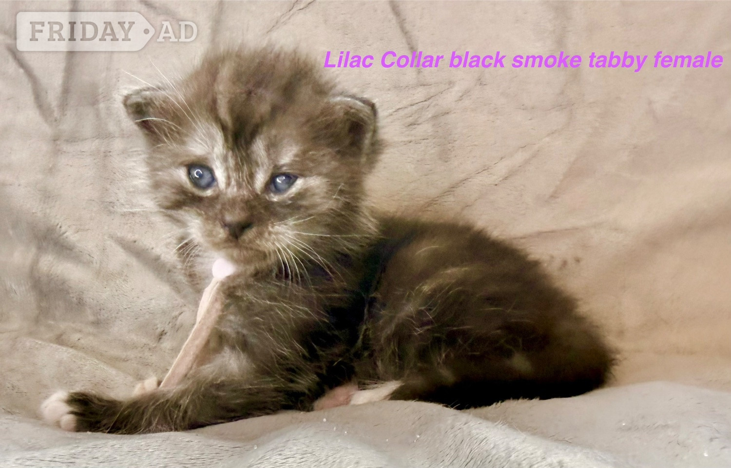 Stunning Pedigree Maine Coon kittens - Cats & Kittens
