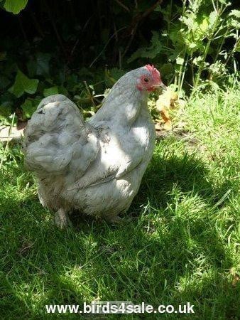 Hens for sale in a variety of breeds