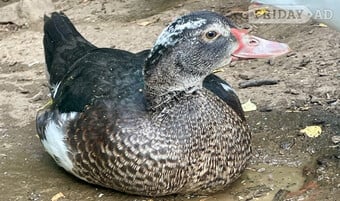 Muscovy Ducklings 15 weeks old