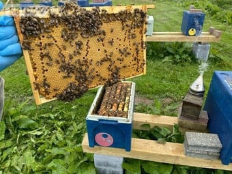 Honey bees nuc nucleus,bee colony,national hive,WBC, 14x12,langstroth,beehive,Flowhive, matted queen