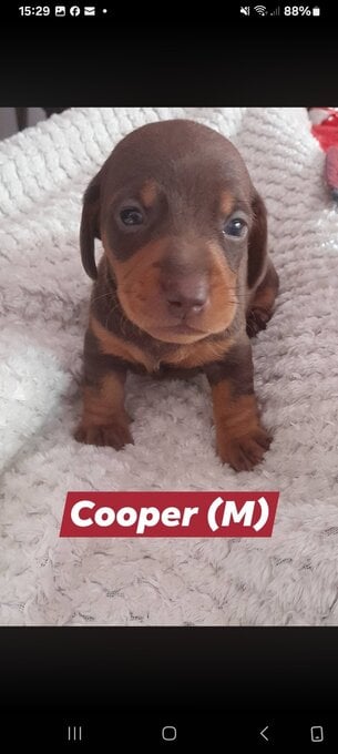 Miniature short haired Dacshund puppies for sale