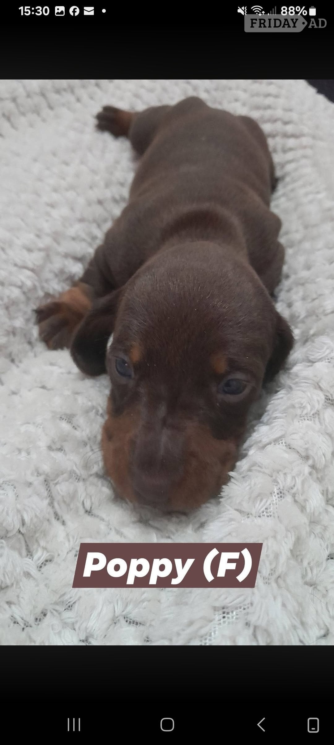 Kidderminster Miniature short haired Dacshund puppies for sale