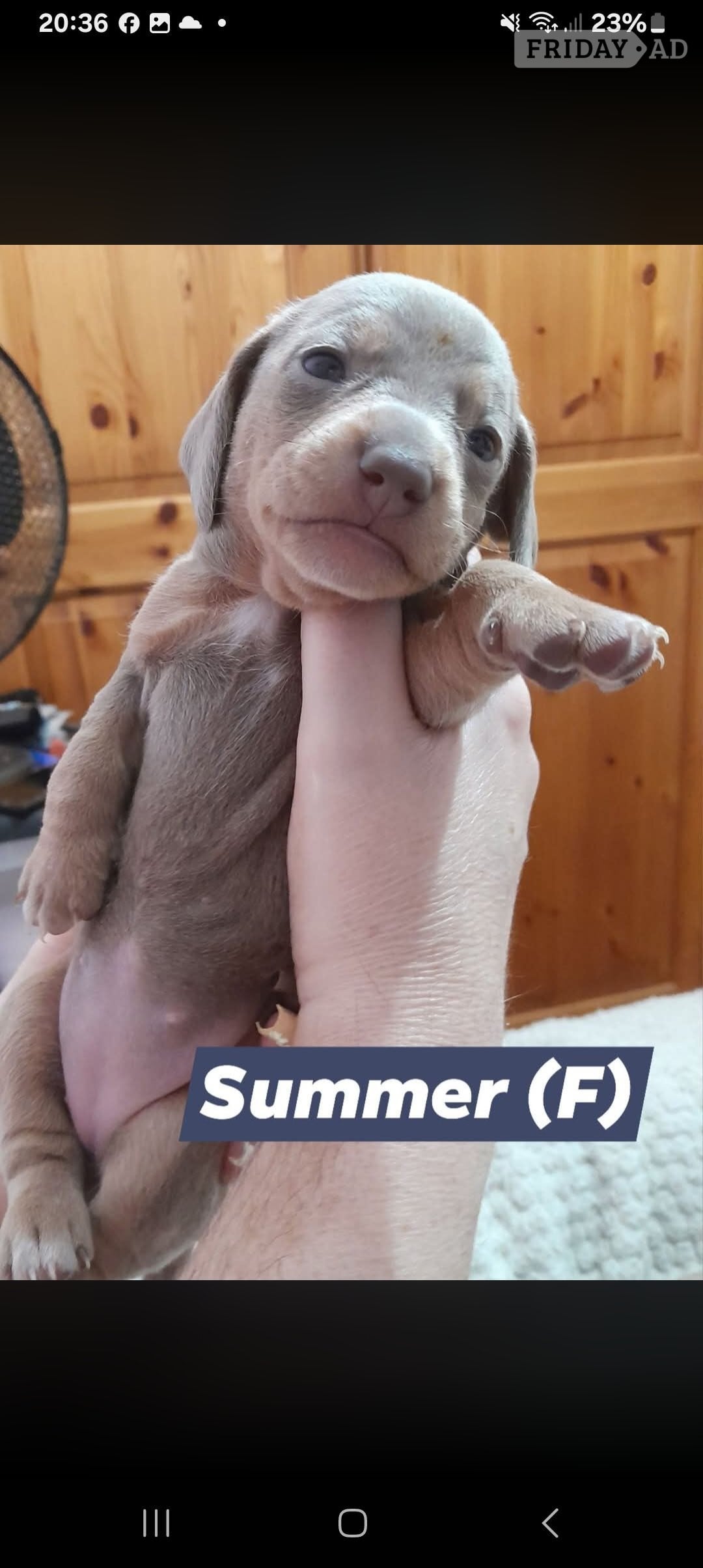 Miniature short haired Dacshund puppies for sale - Dogs & Puppies
