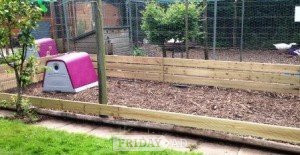 Chicken Boarding service - Surrey