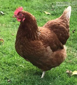 Leatherhead Poultry accessories, feeders, drinkers, bedding, feed etc