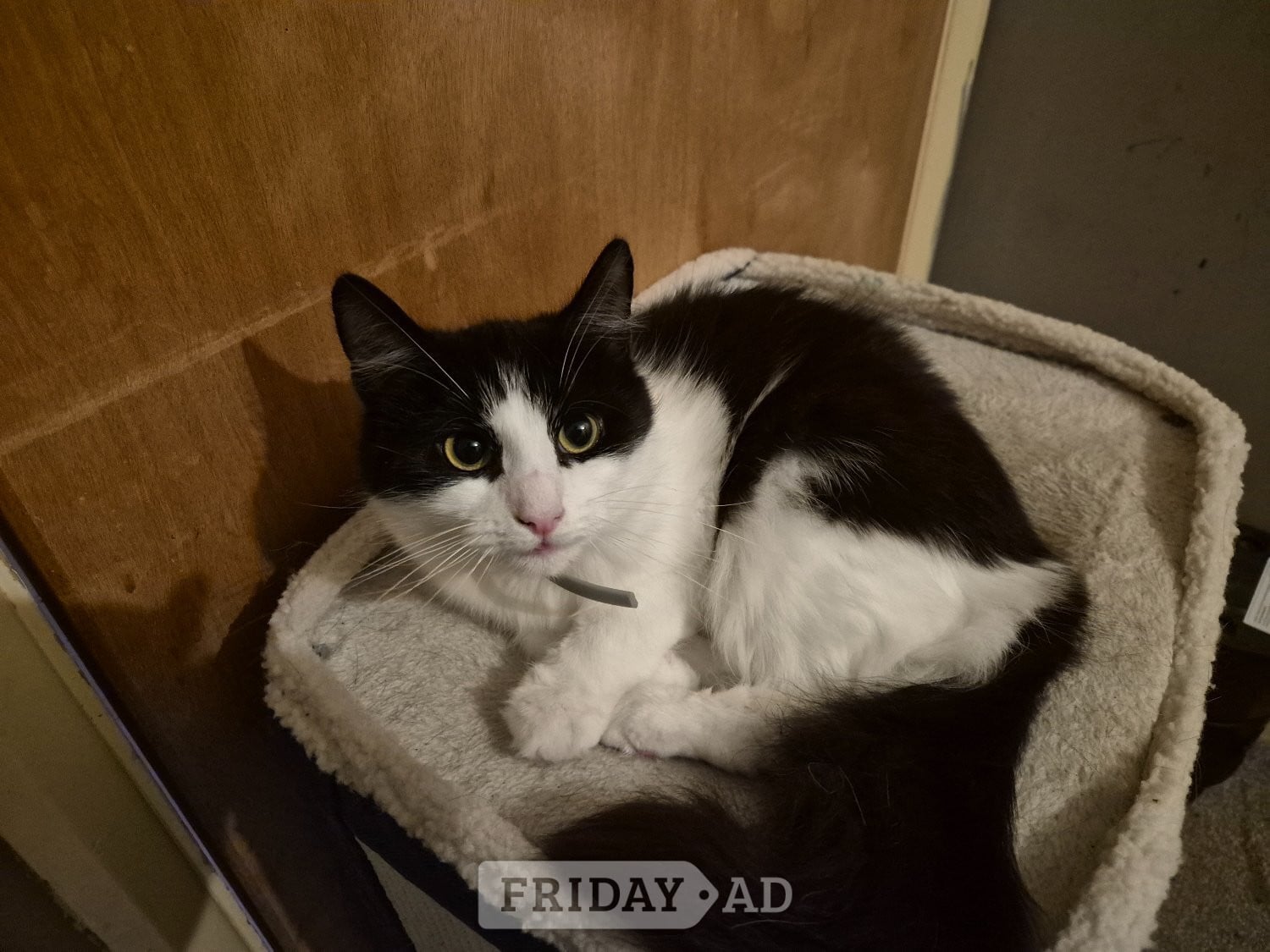 Rehoming 1 year old cat in Eastbourne