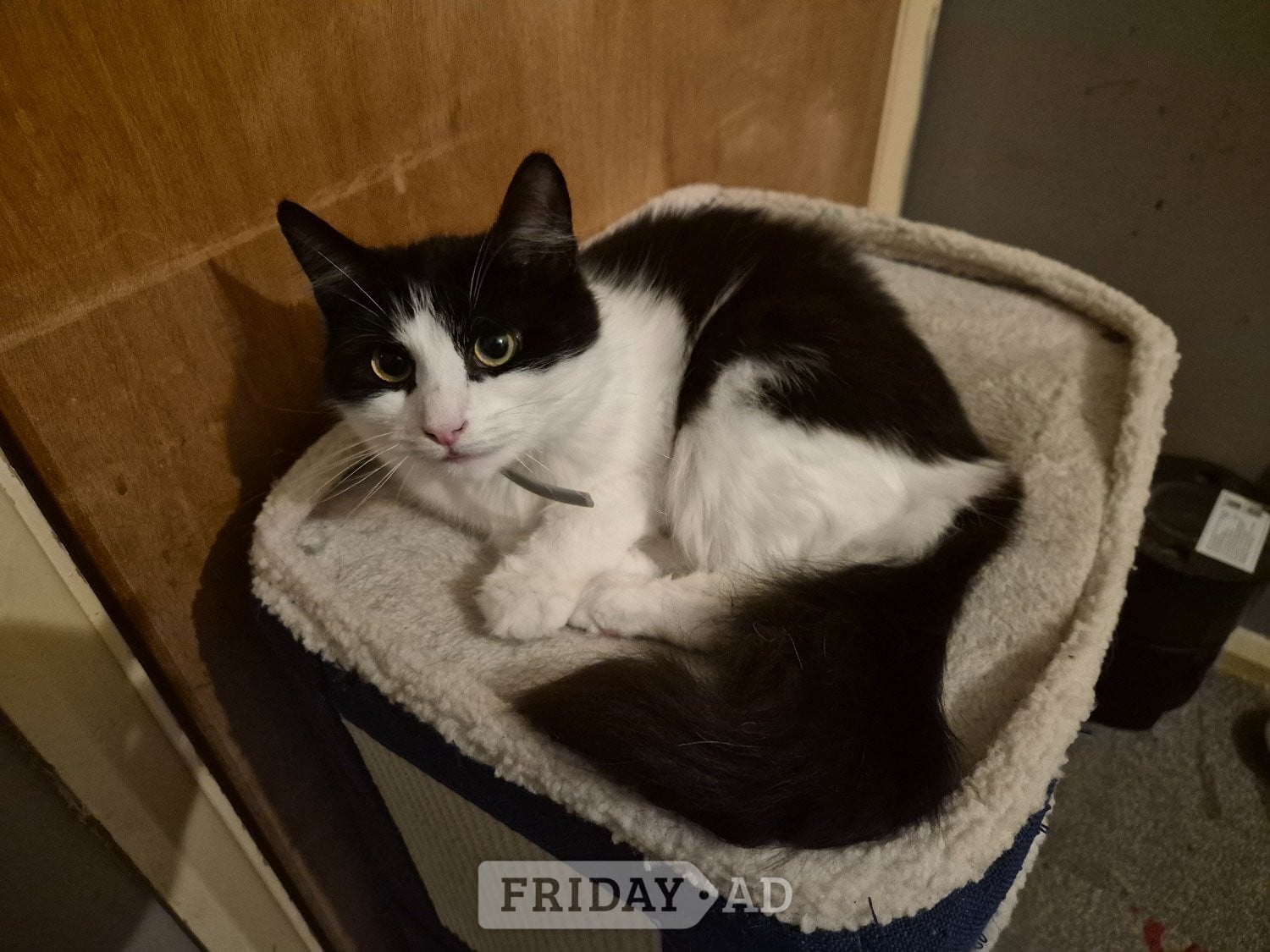 Rehoming 1 year old cat