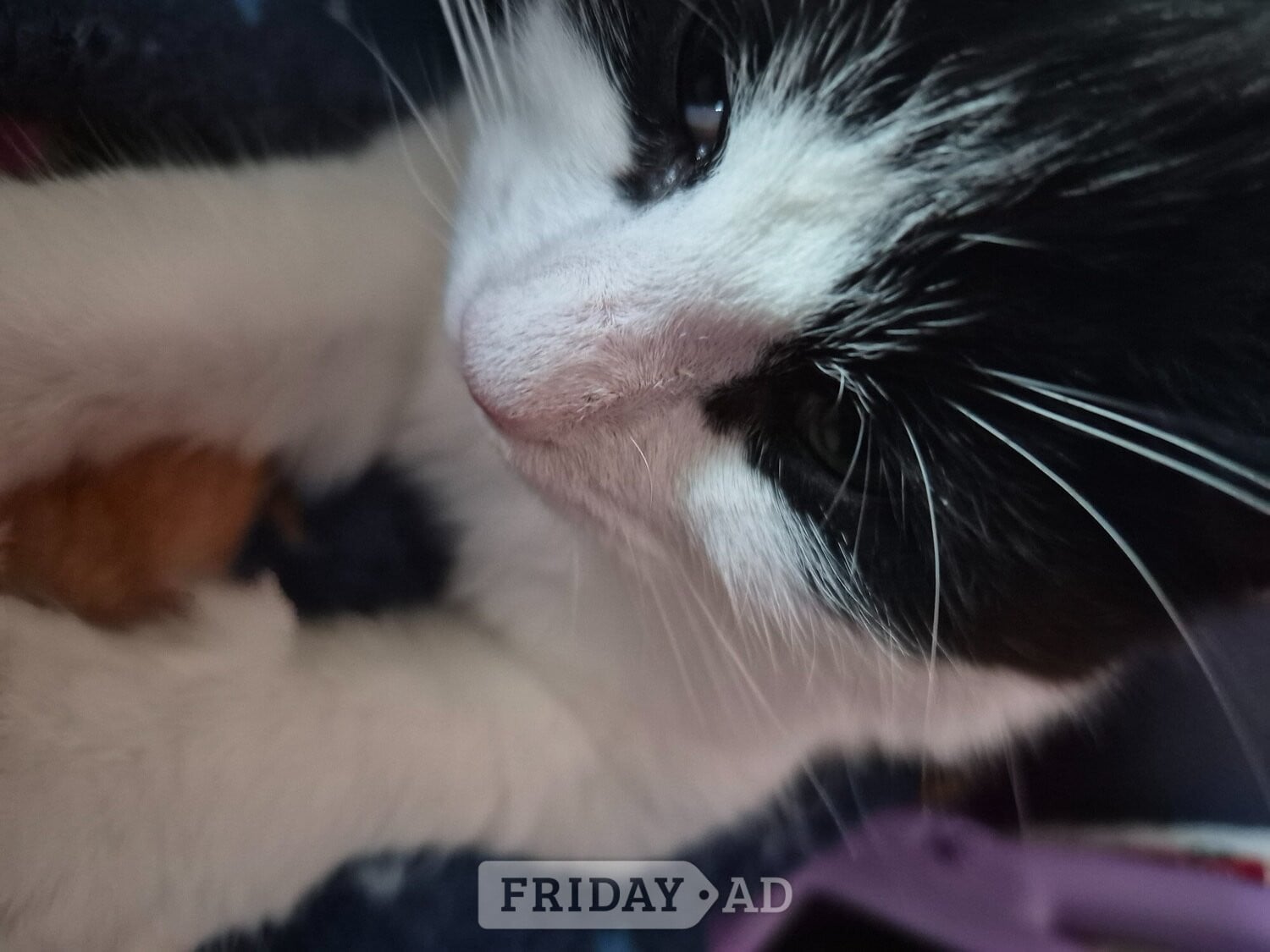 Eastbourne Rehoming 1 year old cat