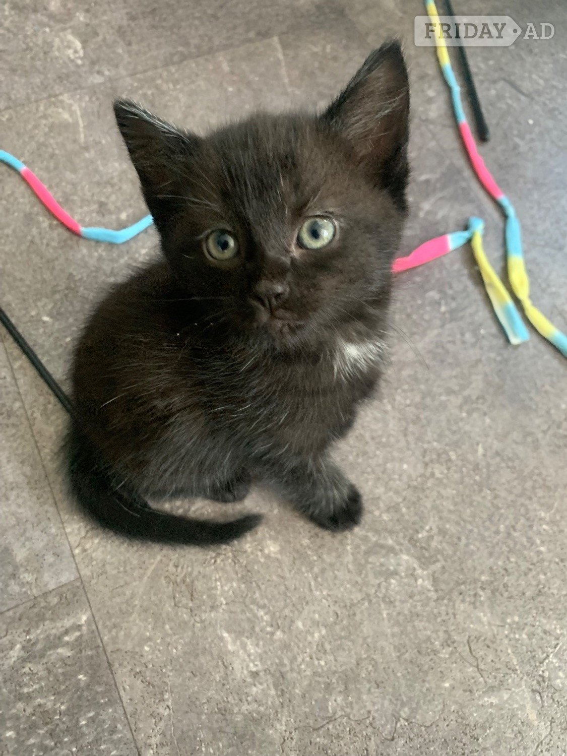 2 female kittens ready now !  in Cheddar