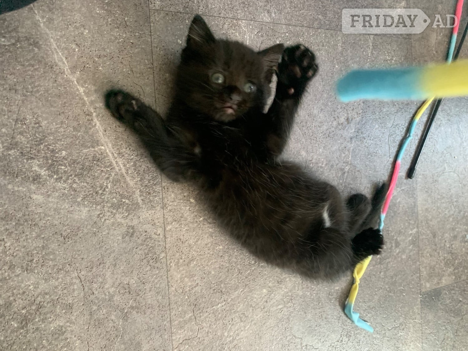 2 female kittens ready now ! 