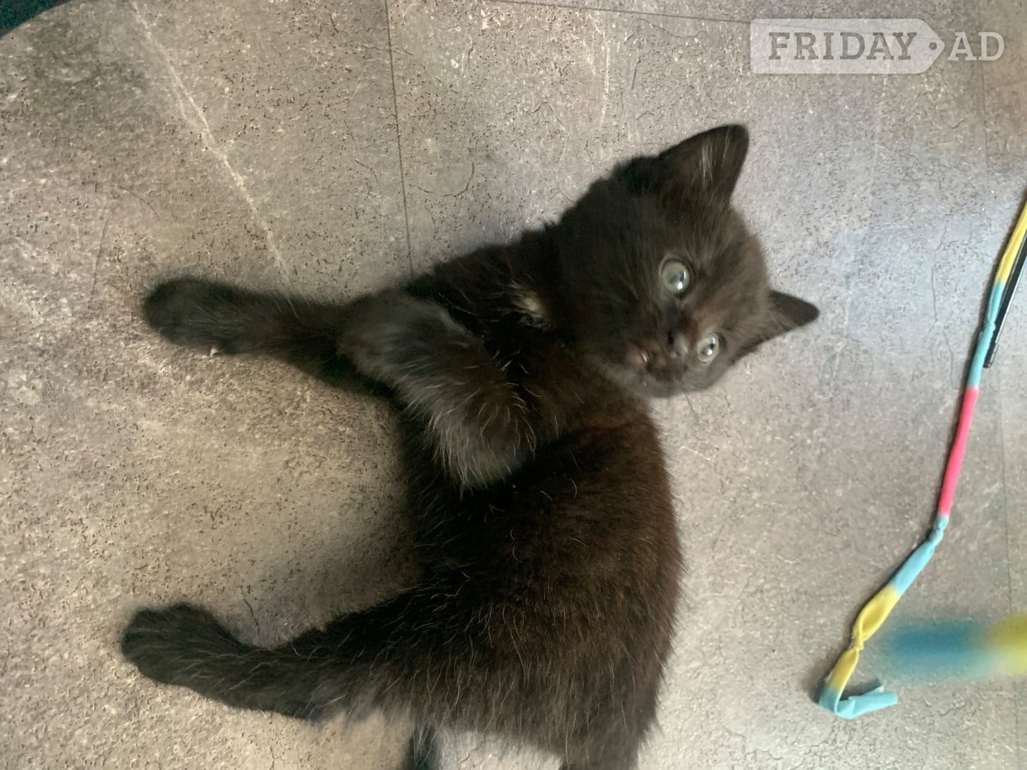 Cheddar 2 female kittens ready now ! 