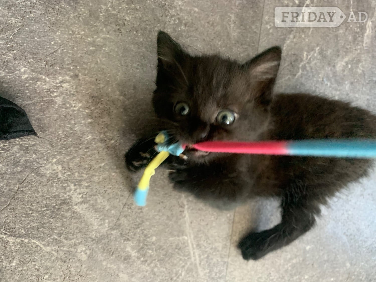 2 female kittens ready now !  - Cats & Kittens in Cheddar