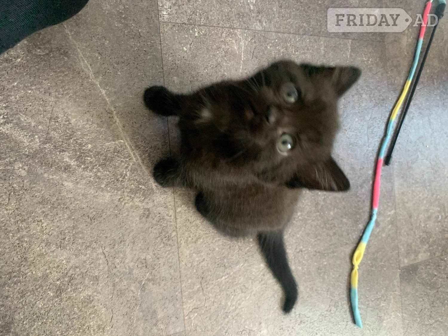 2 female kittens ready now !  - Cats & Kittens