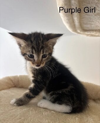 F4 Savannah x British Shorthair Kittens AvailableF4 Savannah x British Shorthair Kittens Available