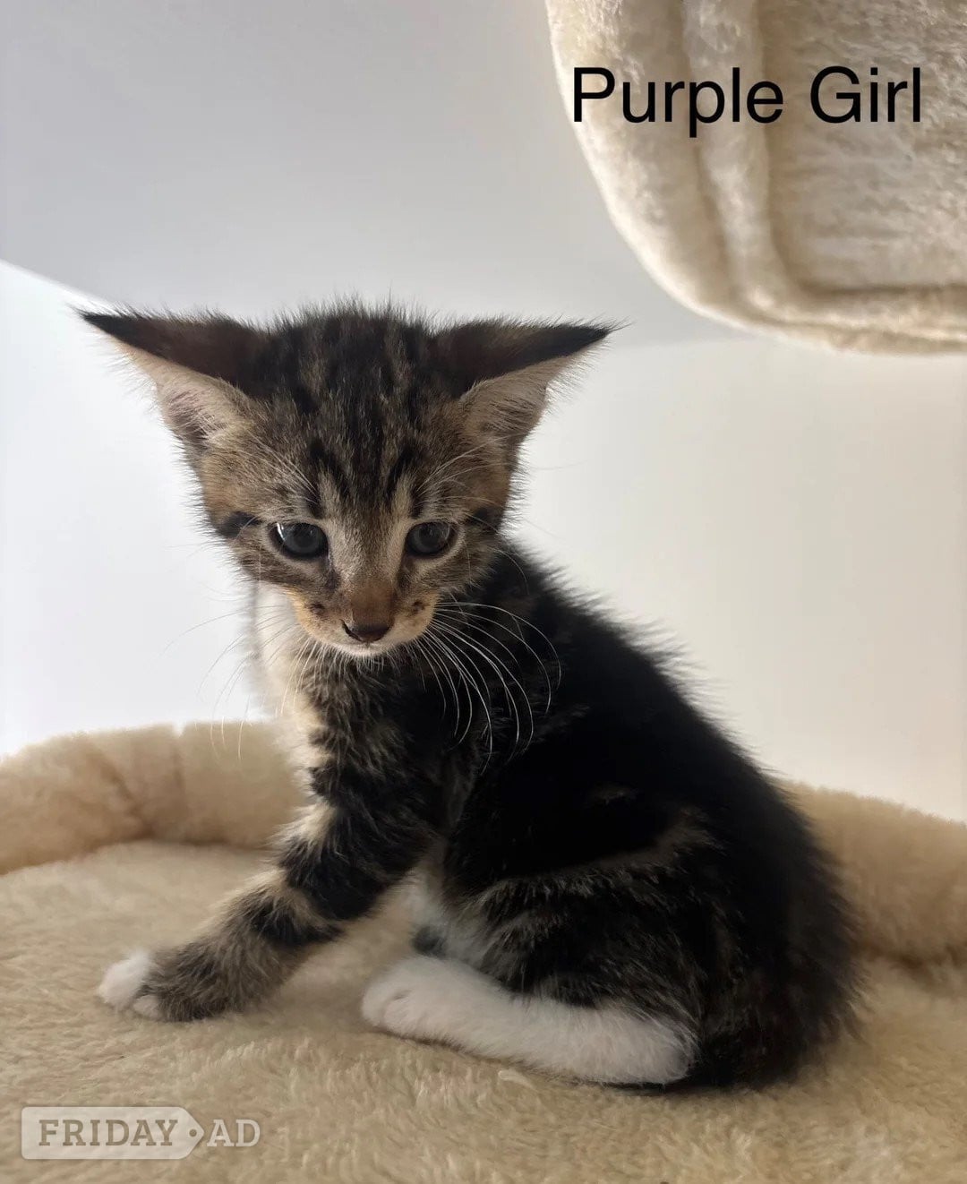 F4 Savannah x British Shorthair Kittens AvailableF4 Savannah x British Shorthair Kittens Available