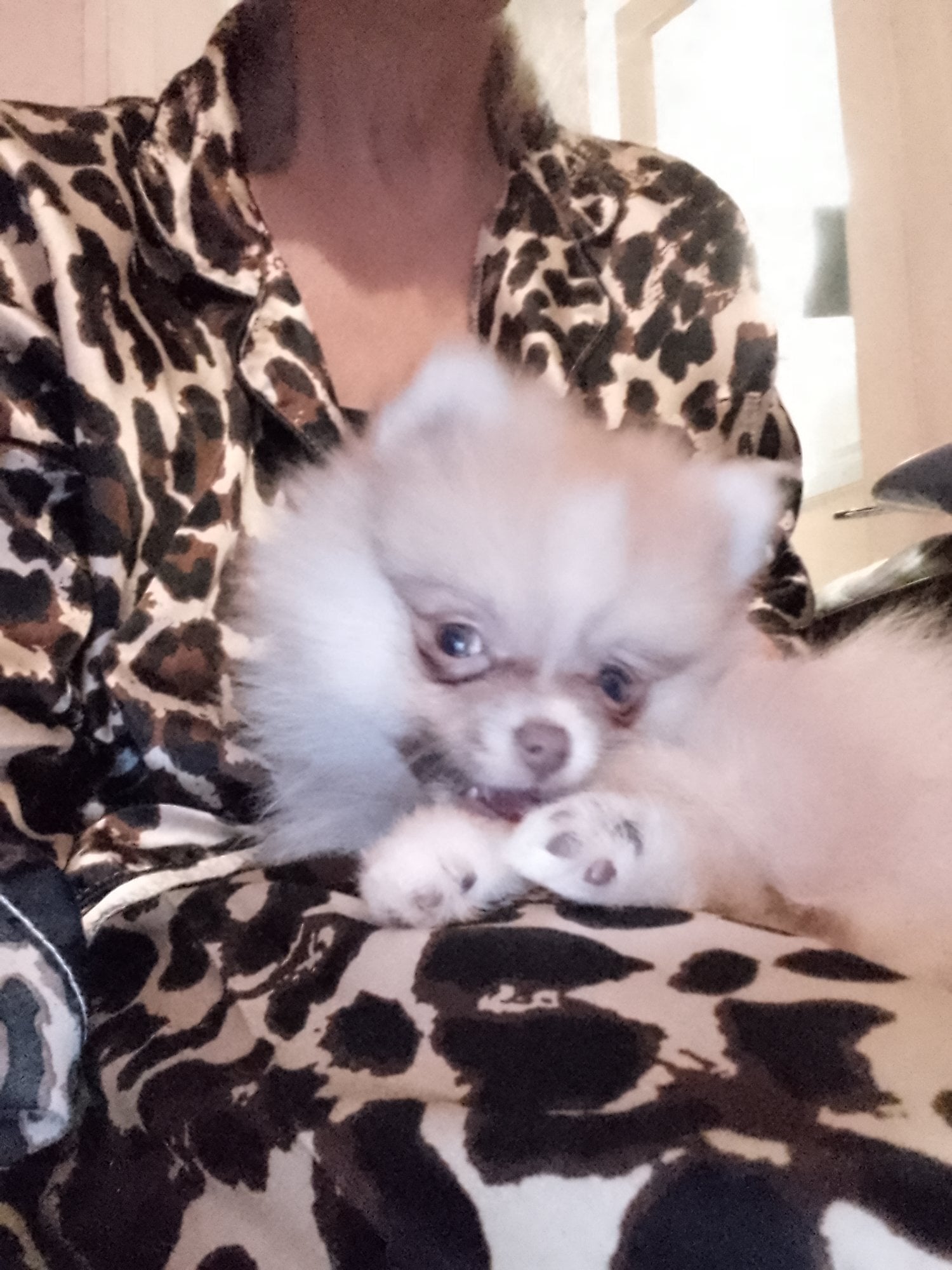 Gorgeous tiny pomeranian puppy
