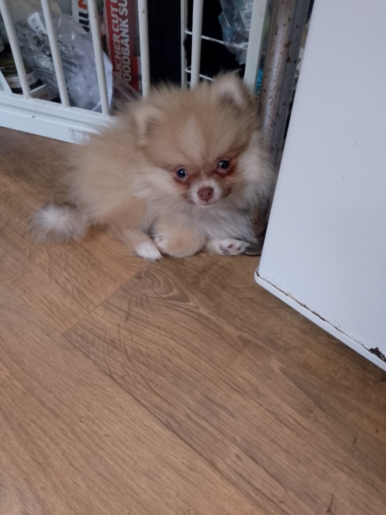 Hastings Gorgeous tiny pomeranian puppy