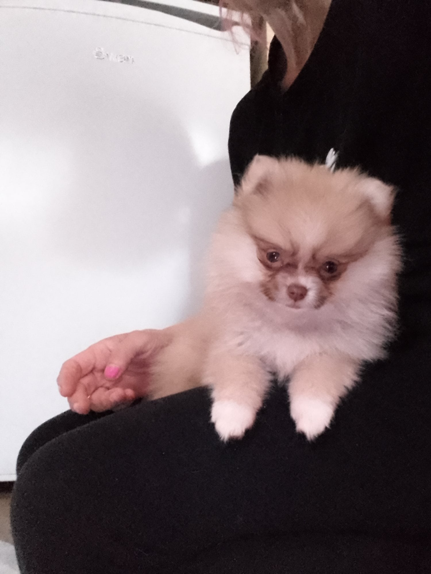 Gorgeous tiny pomeranian puppy - Dogs & Puppies in Hastings