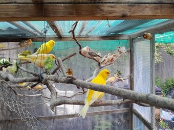 Fife canaries lovelly mixed colours, this year birds aviary bred