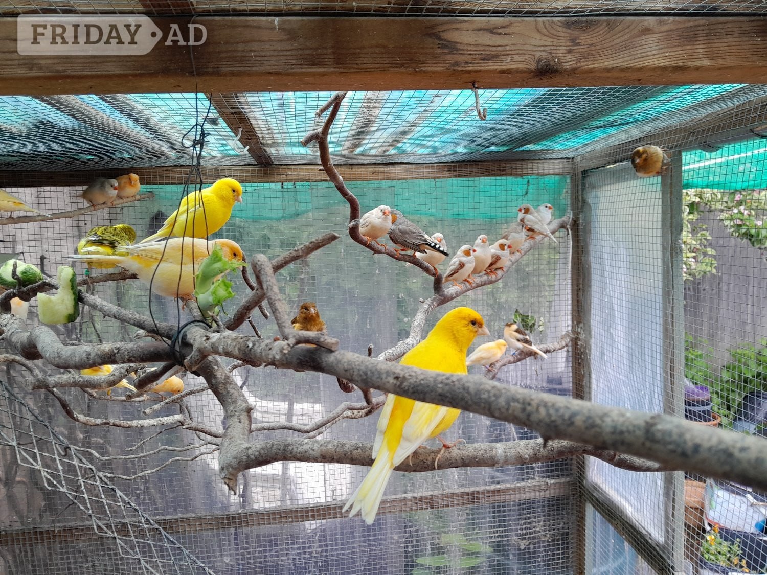 Fife canaries lovelly mixed colours, this year birds aviary bred in Bexhill-On-Sea