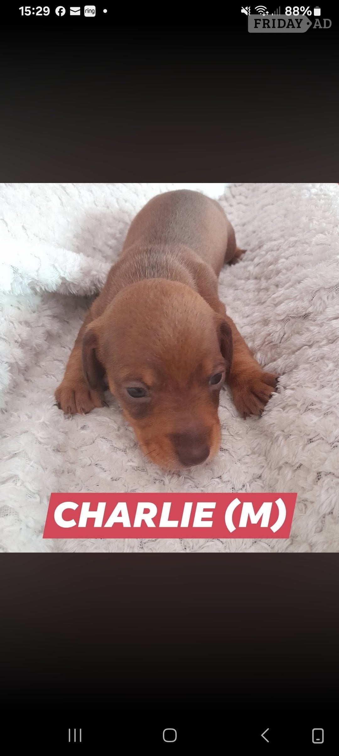 Miniature Dachshund short haired puppies for sale in Kidderminster