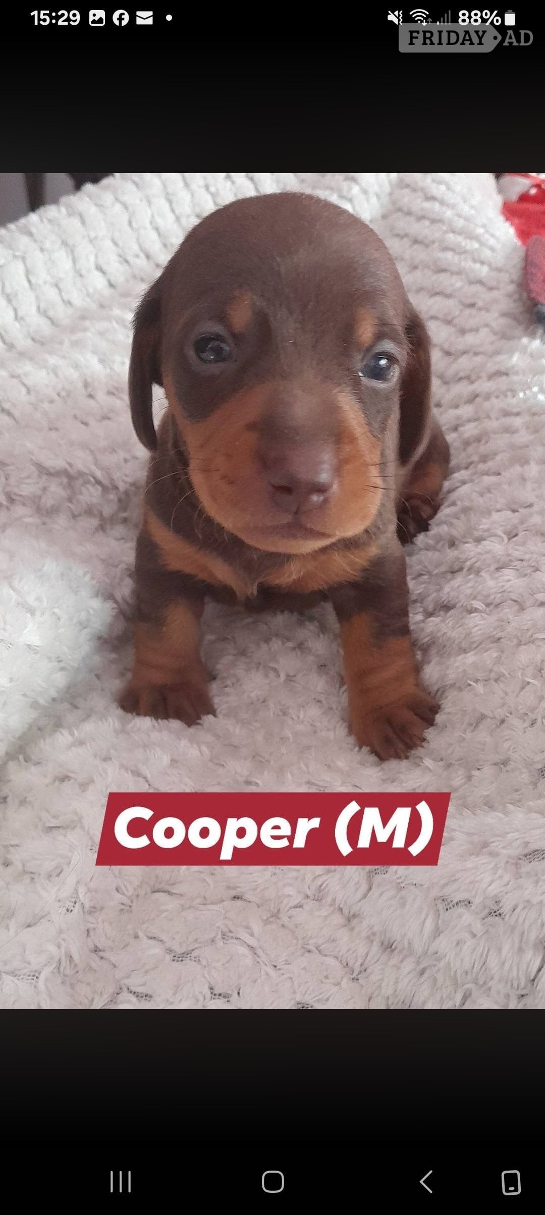 Kidderminster Miniature Dachshund short haired puppies for sale