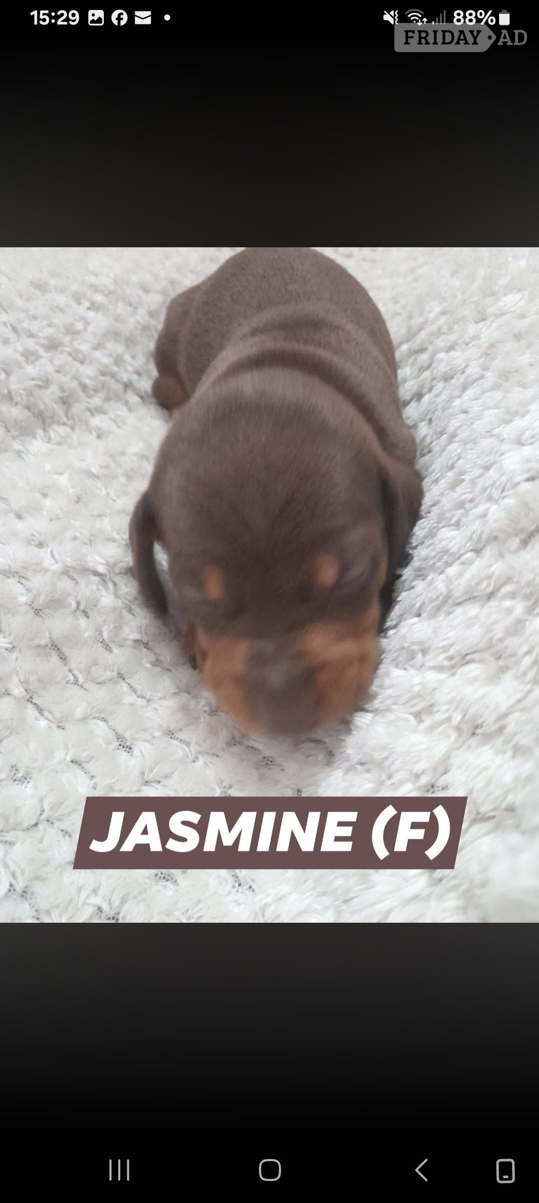 Miniature Dachshund short haired puppies for sale - Dogs & Puppies in Kidderminster